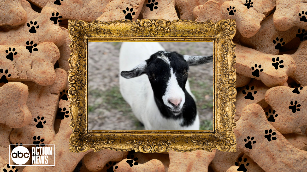 Rescues in Action Bolt