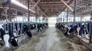 Adopt a Cow