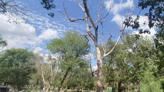 Alice cemetery worries