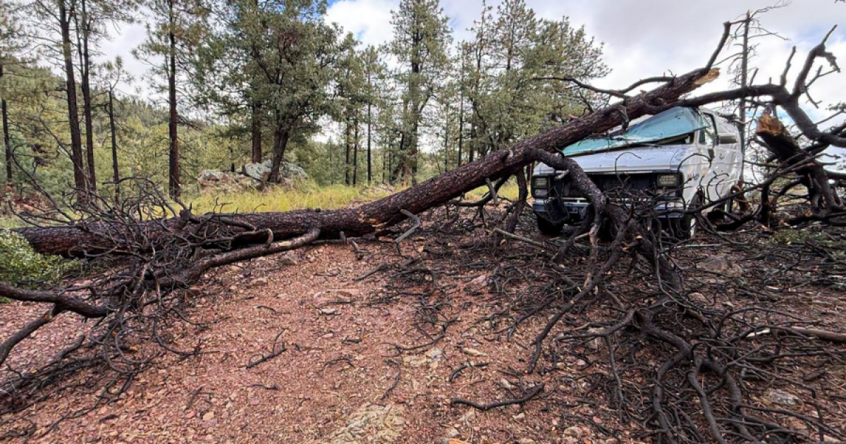 Water cooler credited with saving camper and dog after tree crushes van near Prescott