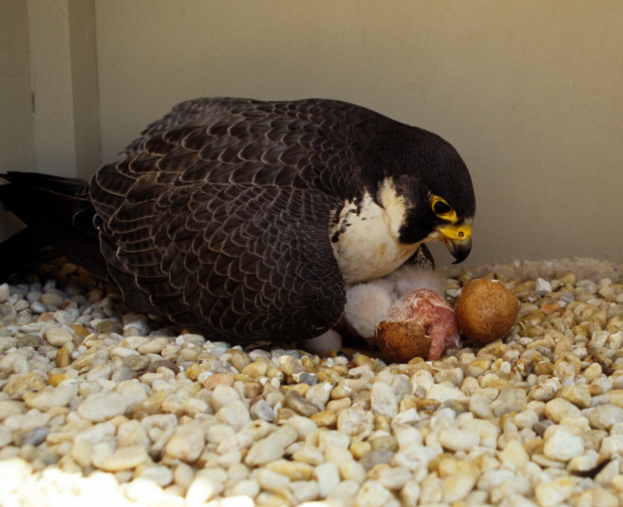 bird raptor peregrine falcon nest egg daniel.jpg