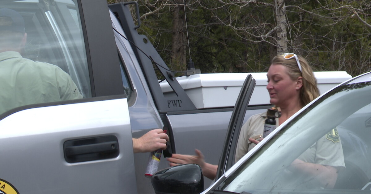 FWP: Grizzly in Red Lodge area acting defensive, not aggressive - Vimarsana News