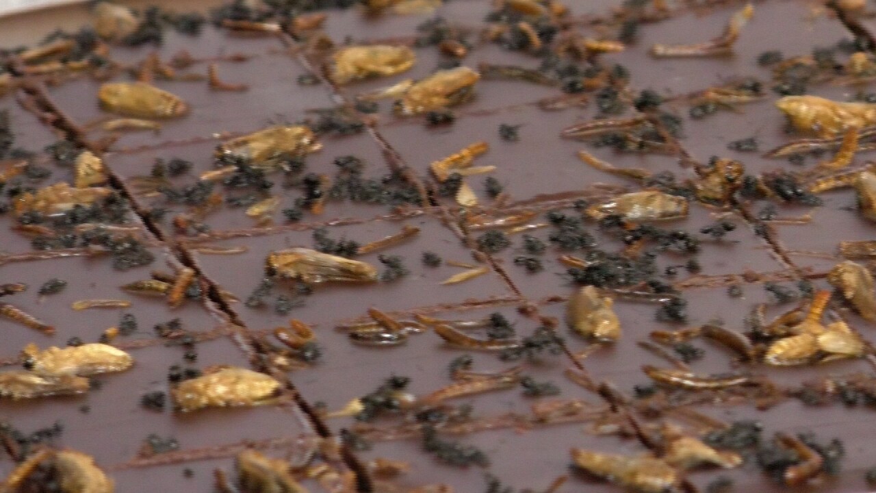 Brownies packed with crickets, meal worms and ants.
