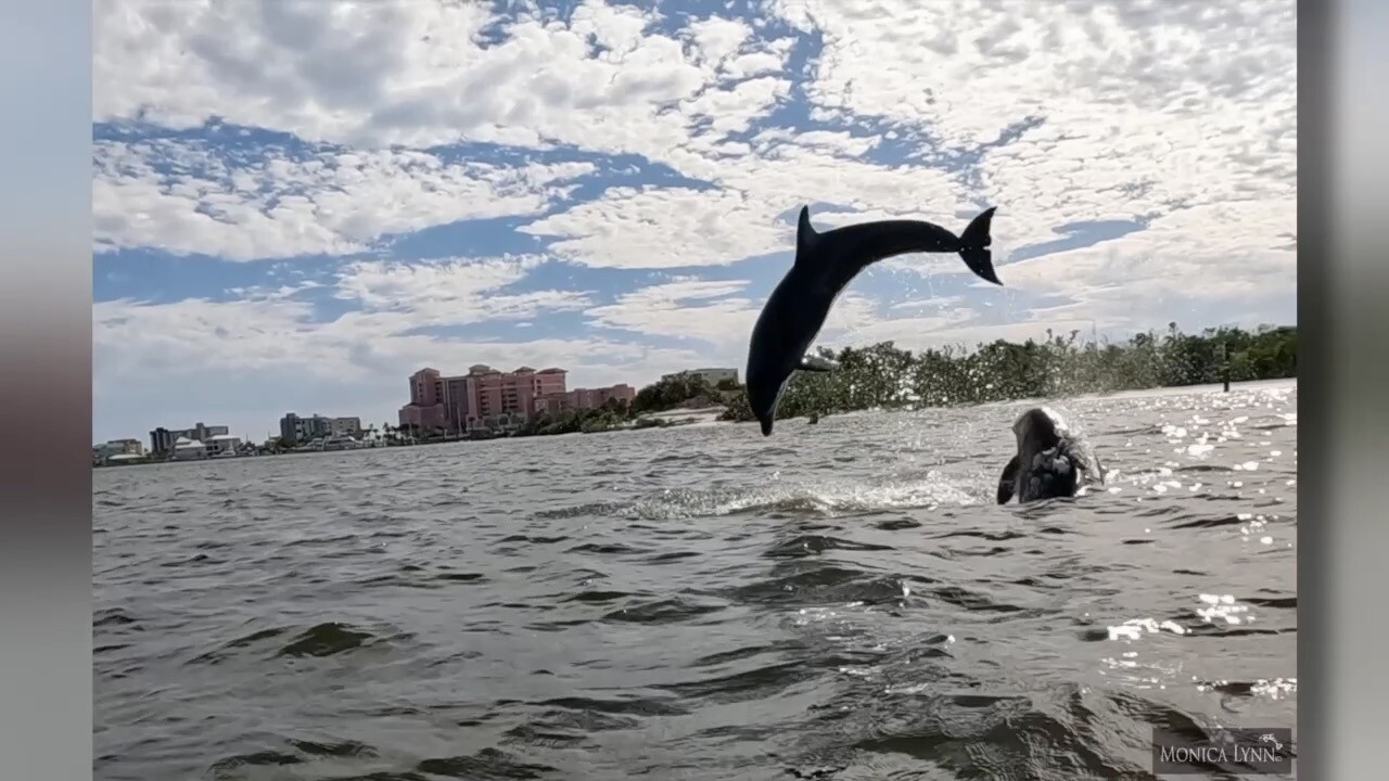 Dolphins jumping in Matanzas Pass