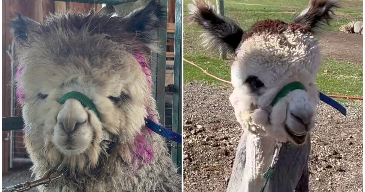 Shearing day at Alpacas Of Montana - Vimarsana News
