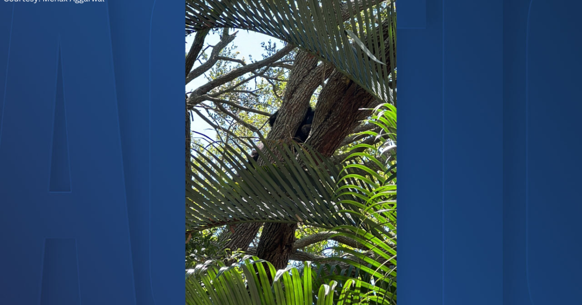 Neighbors in Tampa left amazed after spotting bear in local neighborhoods