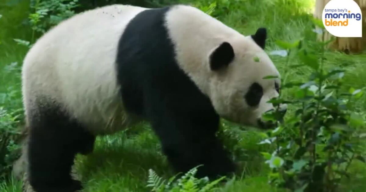 First Panda First Pandas to Enter the U.S. in 21 Years Make Their Debut at the San ...