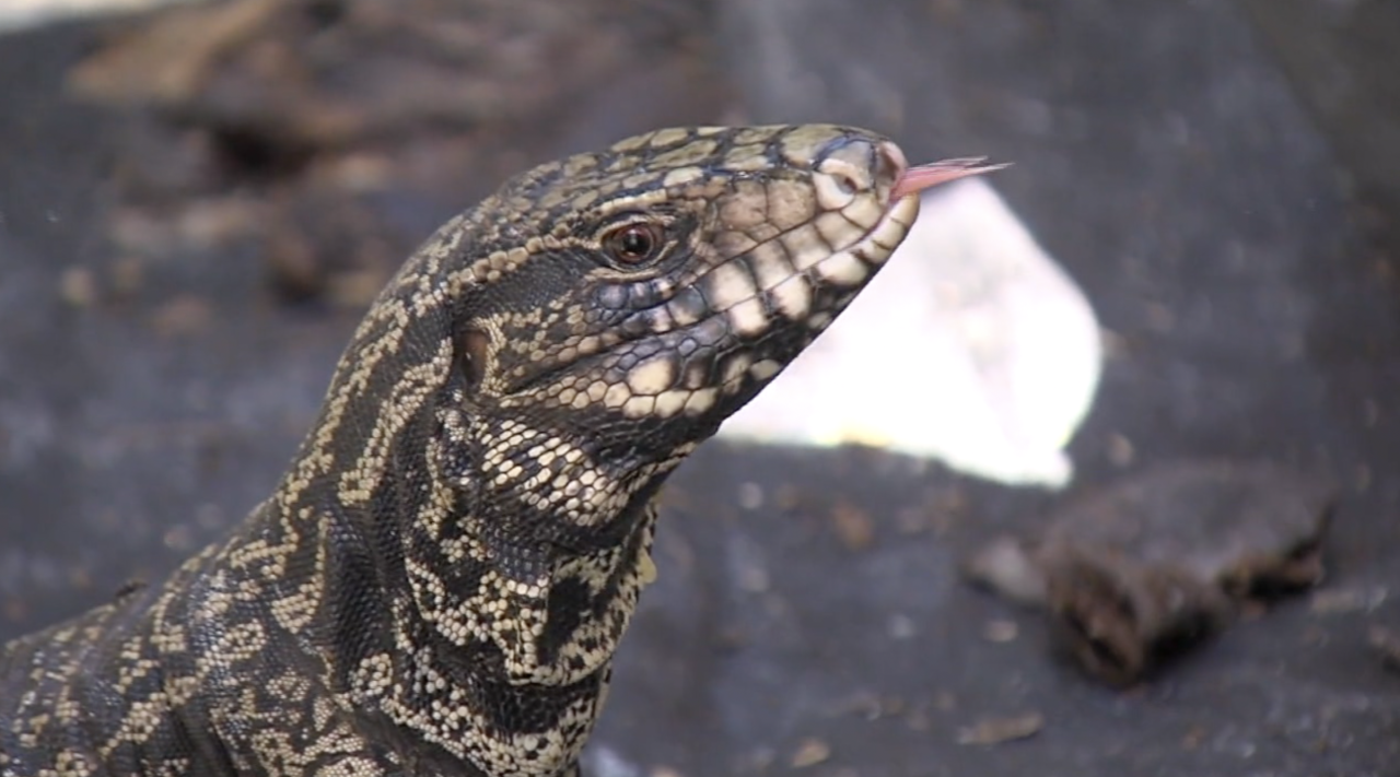 Tegu