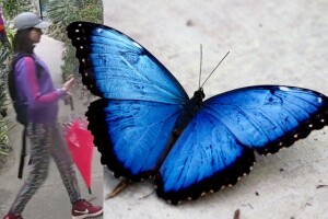 Can you help solve this local butterfly-napping?