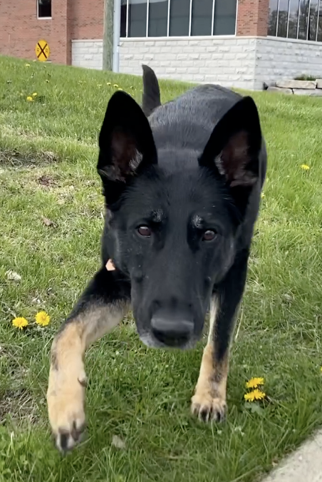 Officer Tamarack's first day was April 19