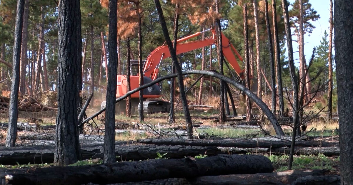 DNRC says it achieved 2023 goal for forest management - Vimarsana News
