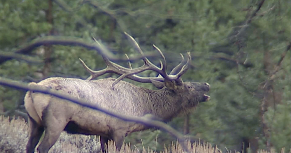 Prepping for general rifle season