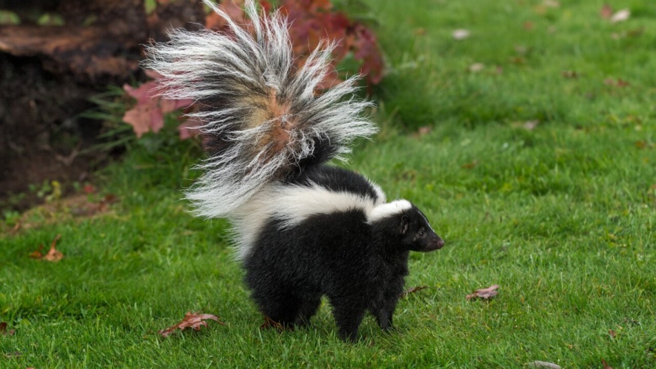 Skunk mating season