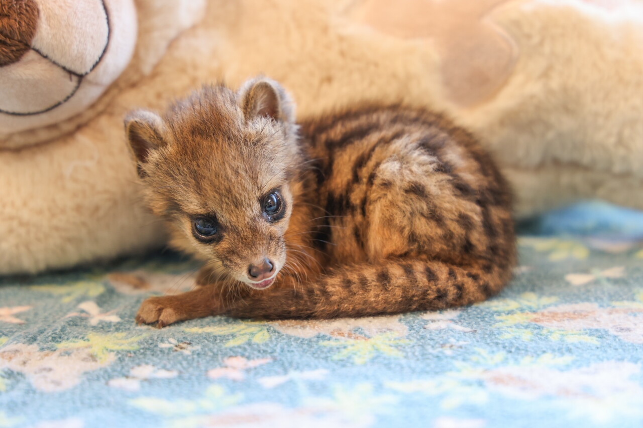 Fanaloka pup at Nashville Zoo