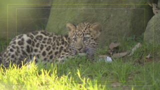 Nikolai makes his public debut at Cleveland Metroparks Zoo
