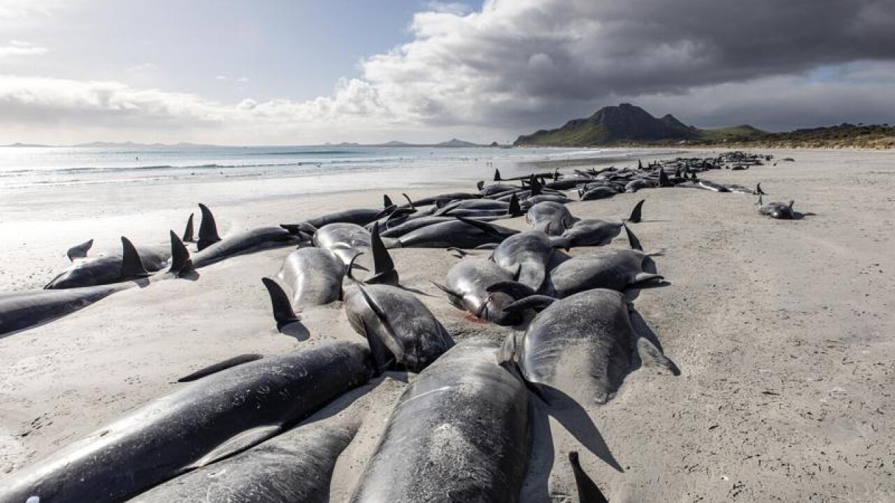 477 dead pilot whales 