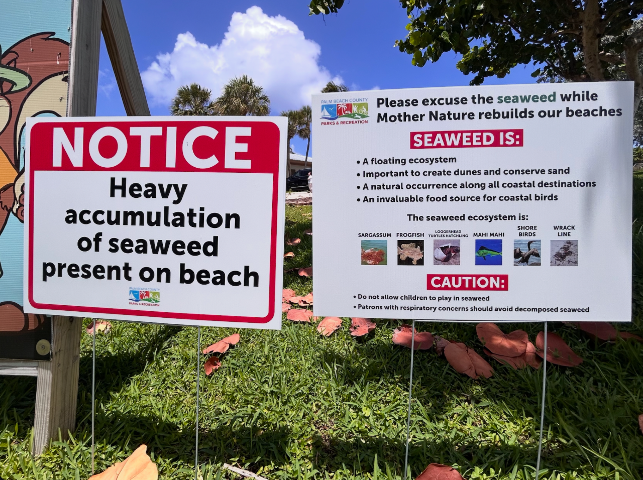 Heavy accumulation of seaweed present on beach May sign 25 2026 Memorial Day Weekend.png