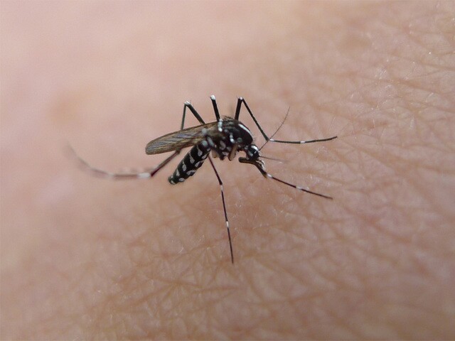 Sentinel chickens detect West Nile Virus in Pahokee