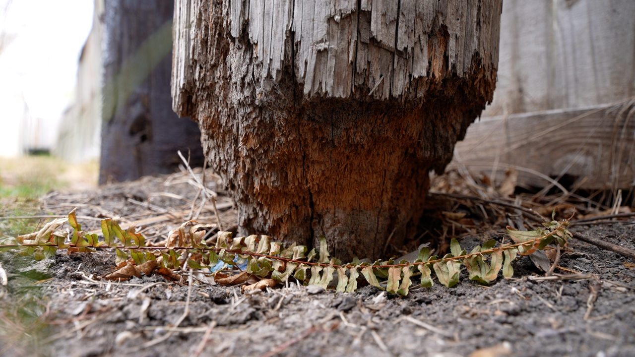 Kernel Rotten Pole Southside resident’s two-year utility pole battle resolved in hours