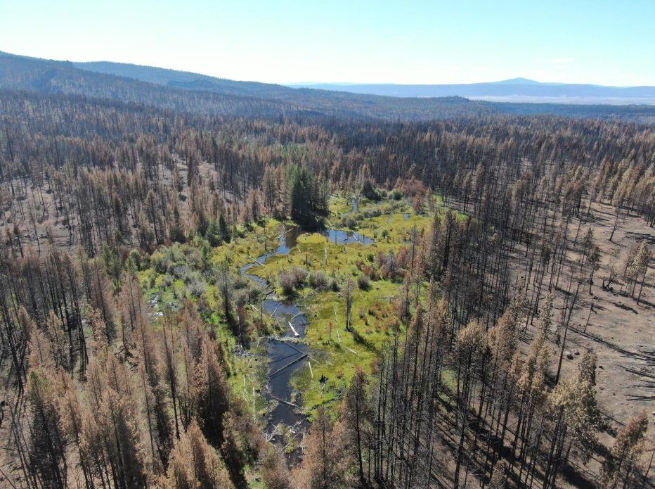 Wetlands after fire