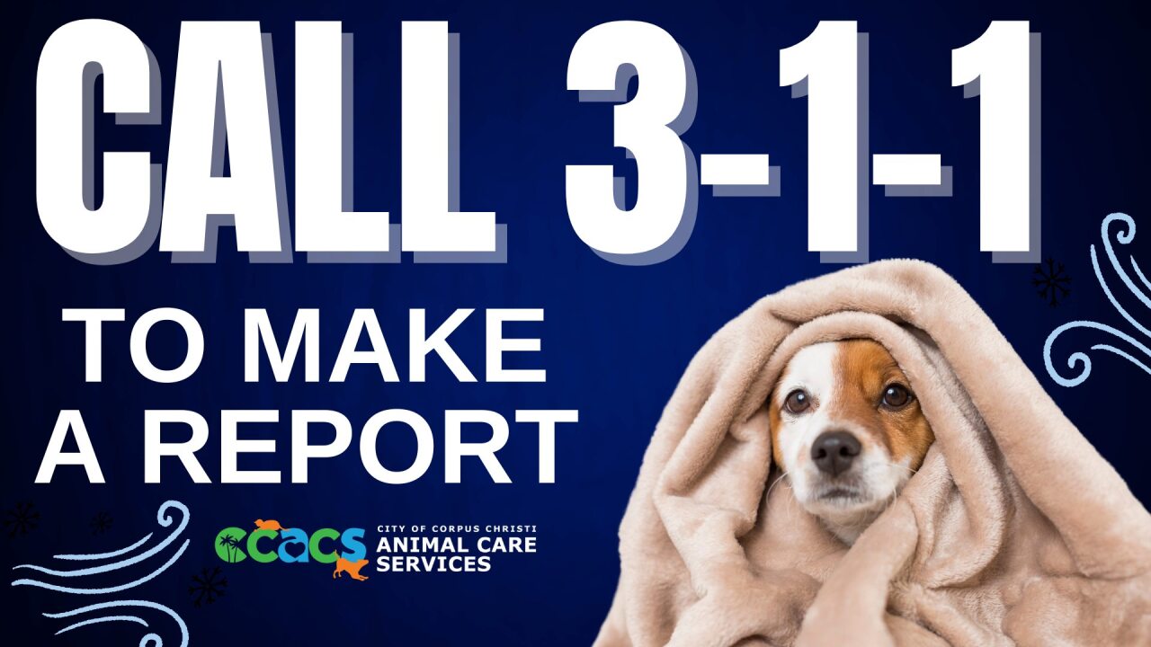 CALL 311 ANIMAL CONTROL GRAPHIC