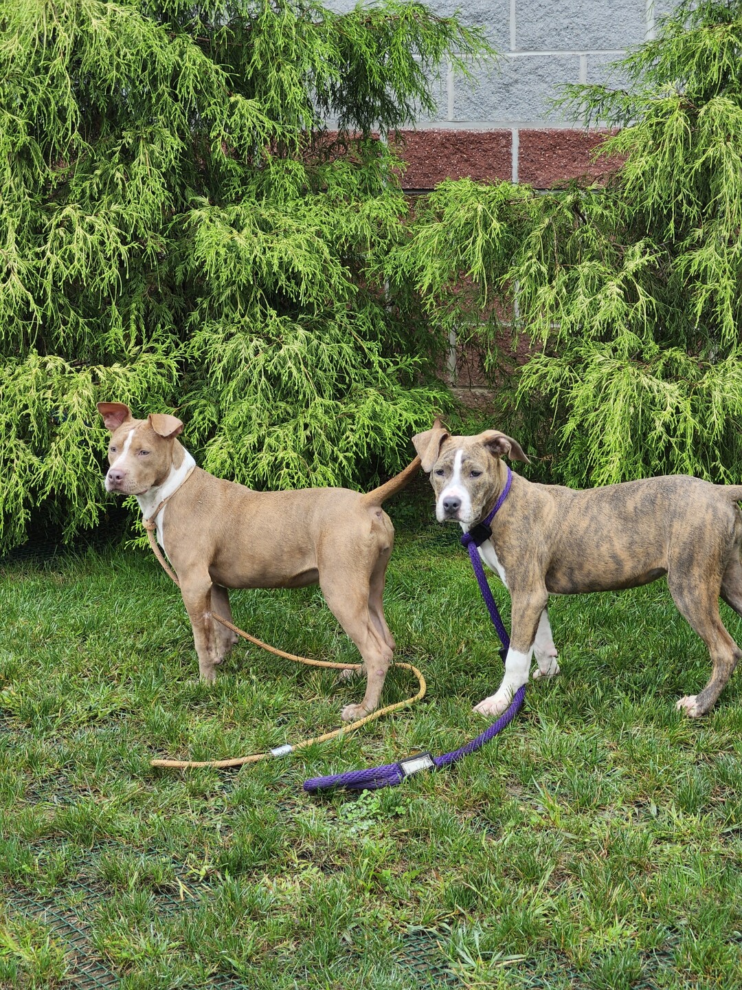 cheerio and pippip.jpg