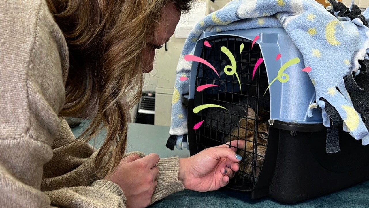 Daryll the cat reunites with owner after six years 2.jpg