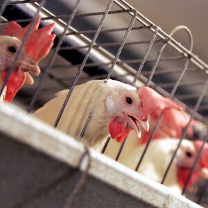 Poultry Pollution Lawsuit