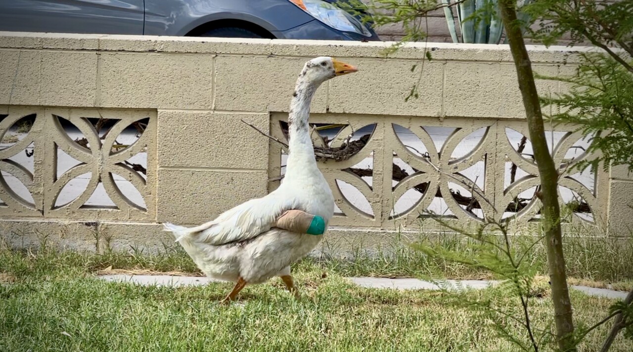 Stewart the goose