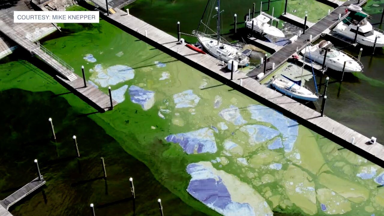 Pahokee Marina Algae April 2021