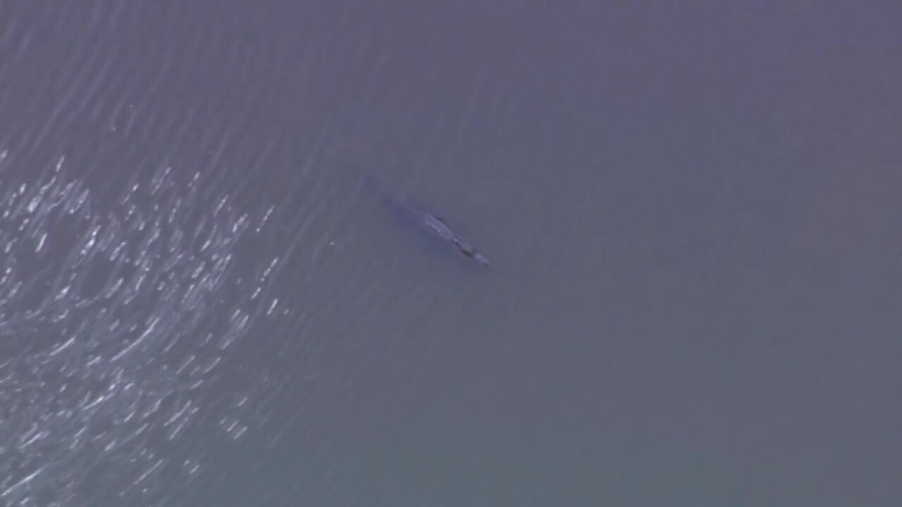 alligator with foot in mouth in Titusville, April 14, 2023