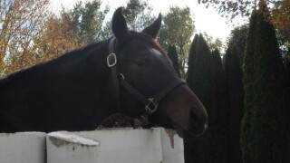 Horse.jpg