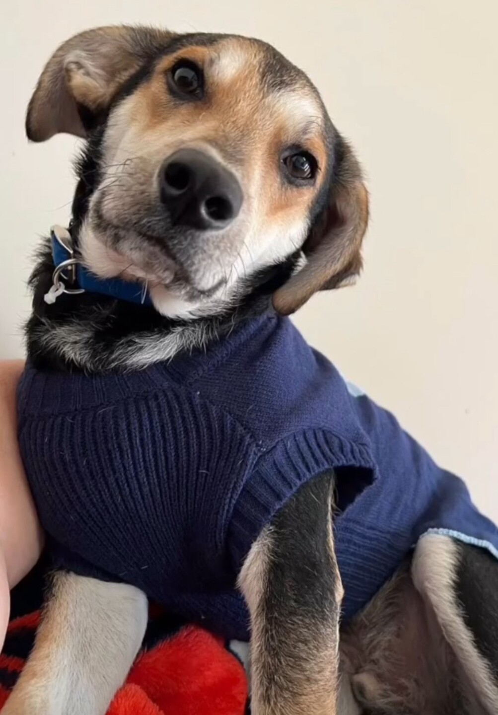 Dog walking forecast