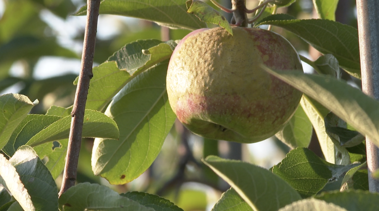 Apple with blemish, that Oakes says is only on the outside, not the inside