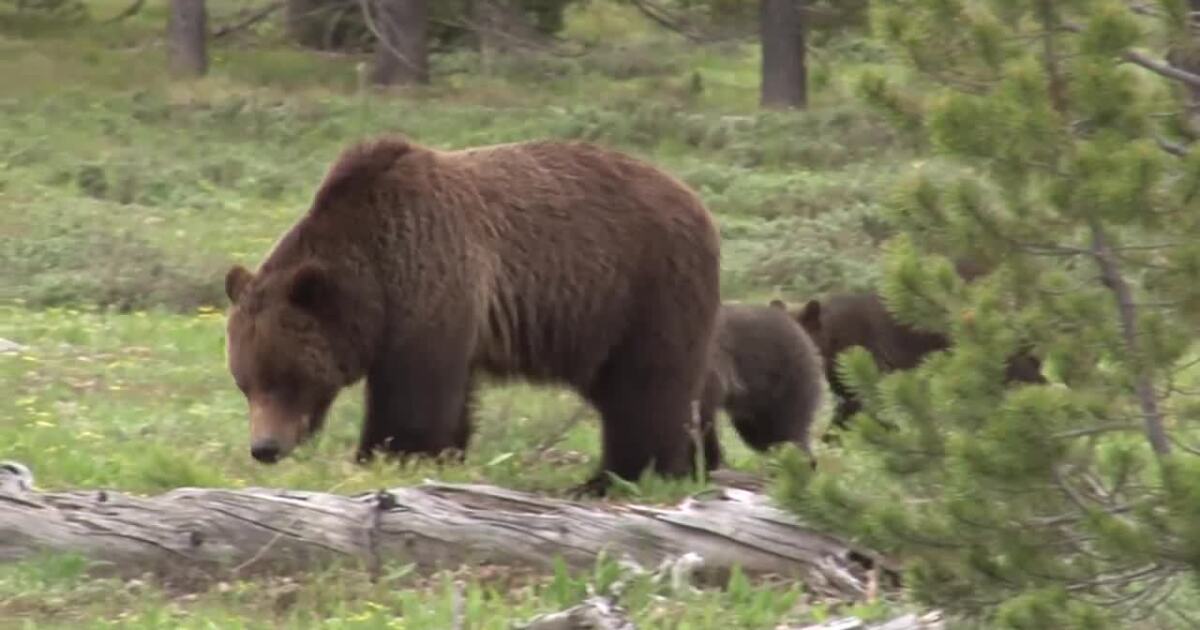 Montana Fish, Wildlife and Parks launches 'Bear Relocation Dashboard'
