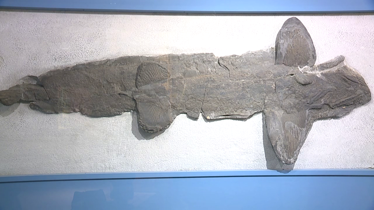 Cladoselache