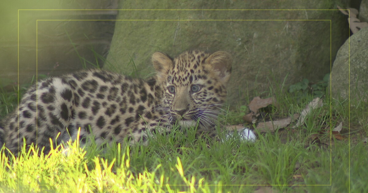 Local News Cleveland's new Amur leopard cub, Nikolai, makes his public debut Katie Ussin