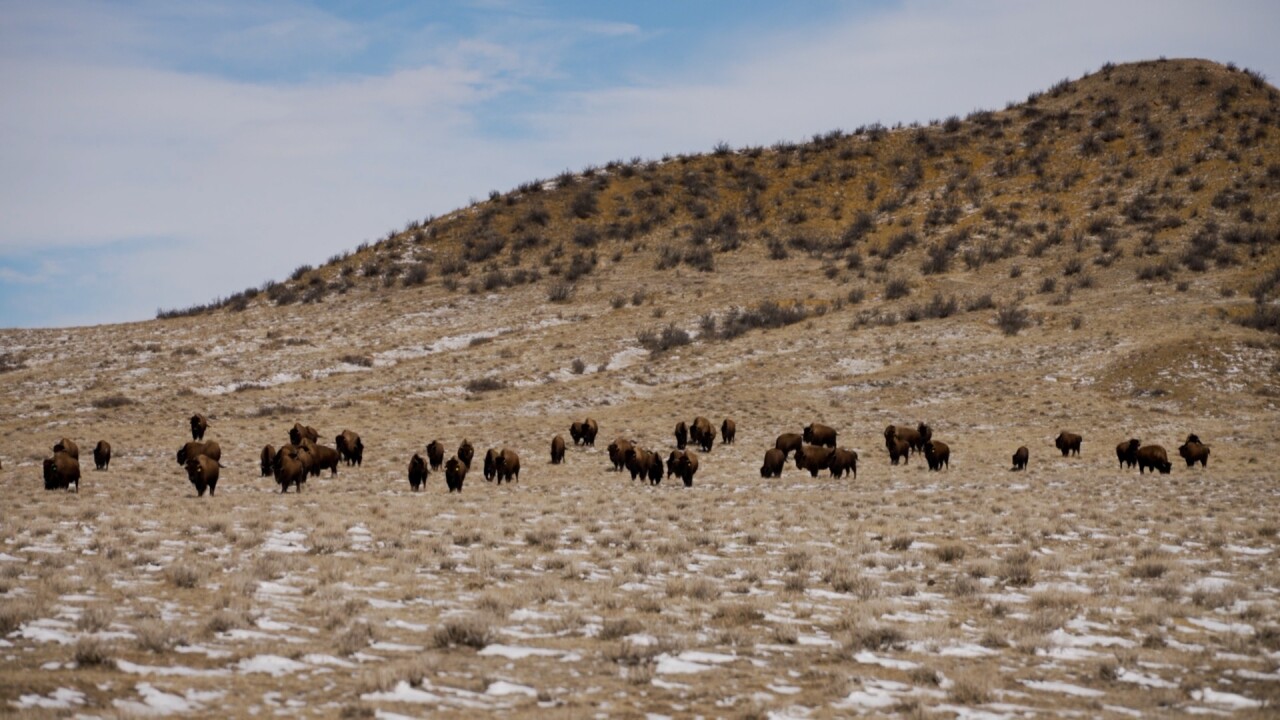 Bison on the prairie.jpg