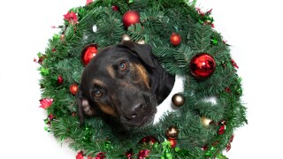 Woods Humane Society 