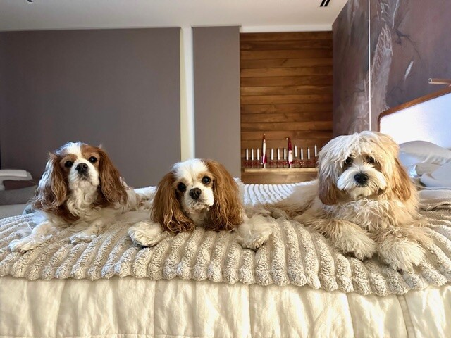 Dog walking forecast