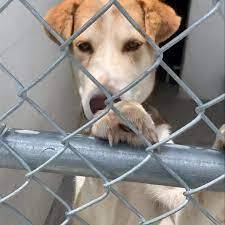 You can help the Star Group Rescue