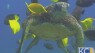 Why sustainable seafood?