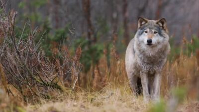 Wolf
