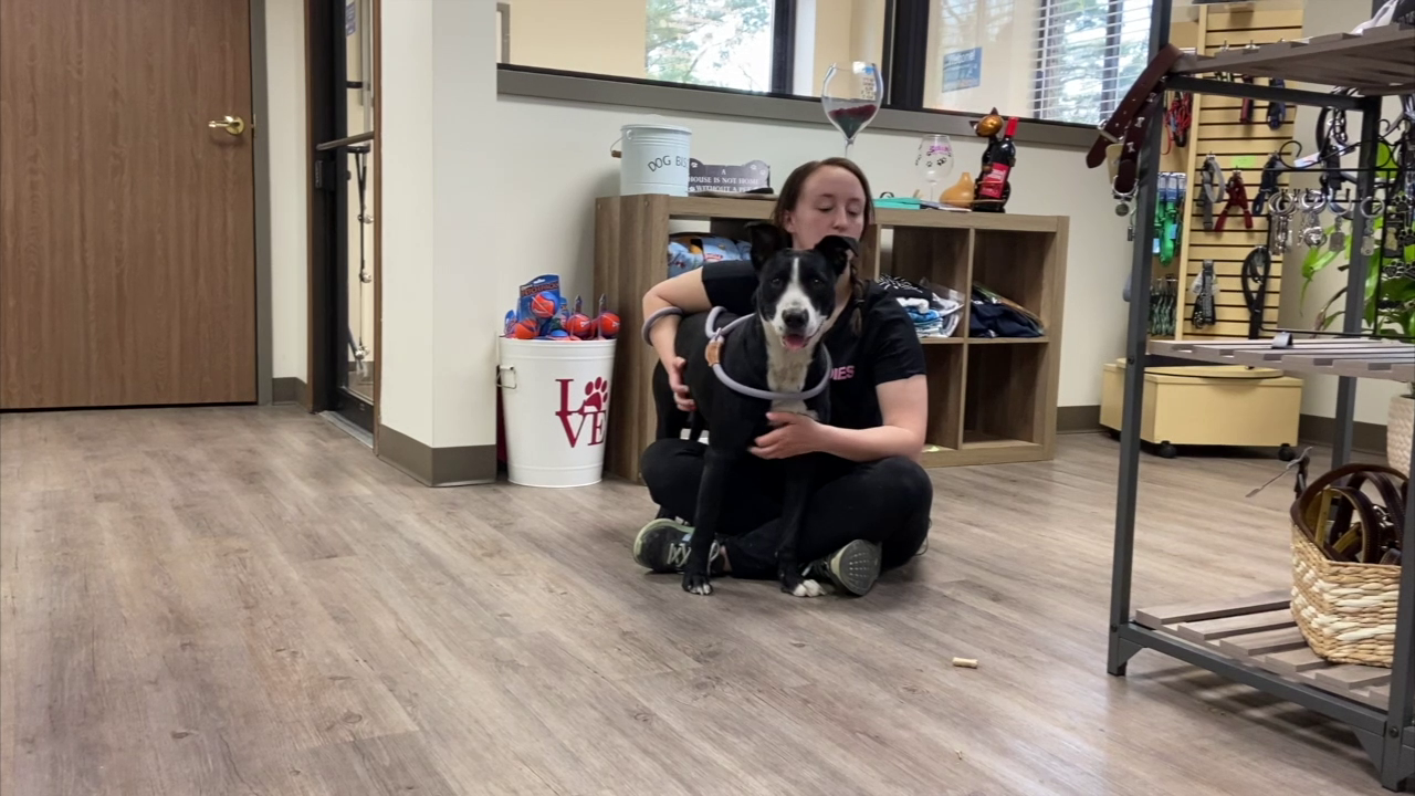 Dog rescued on US-31