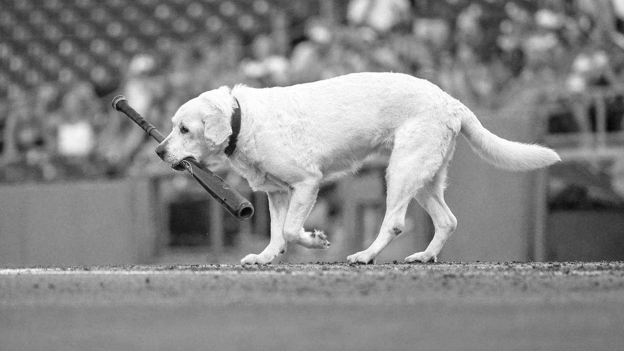 Beloved Clearwater Threshers bat dog Layla passes away