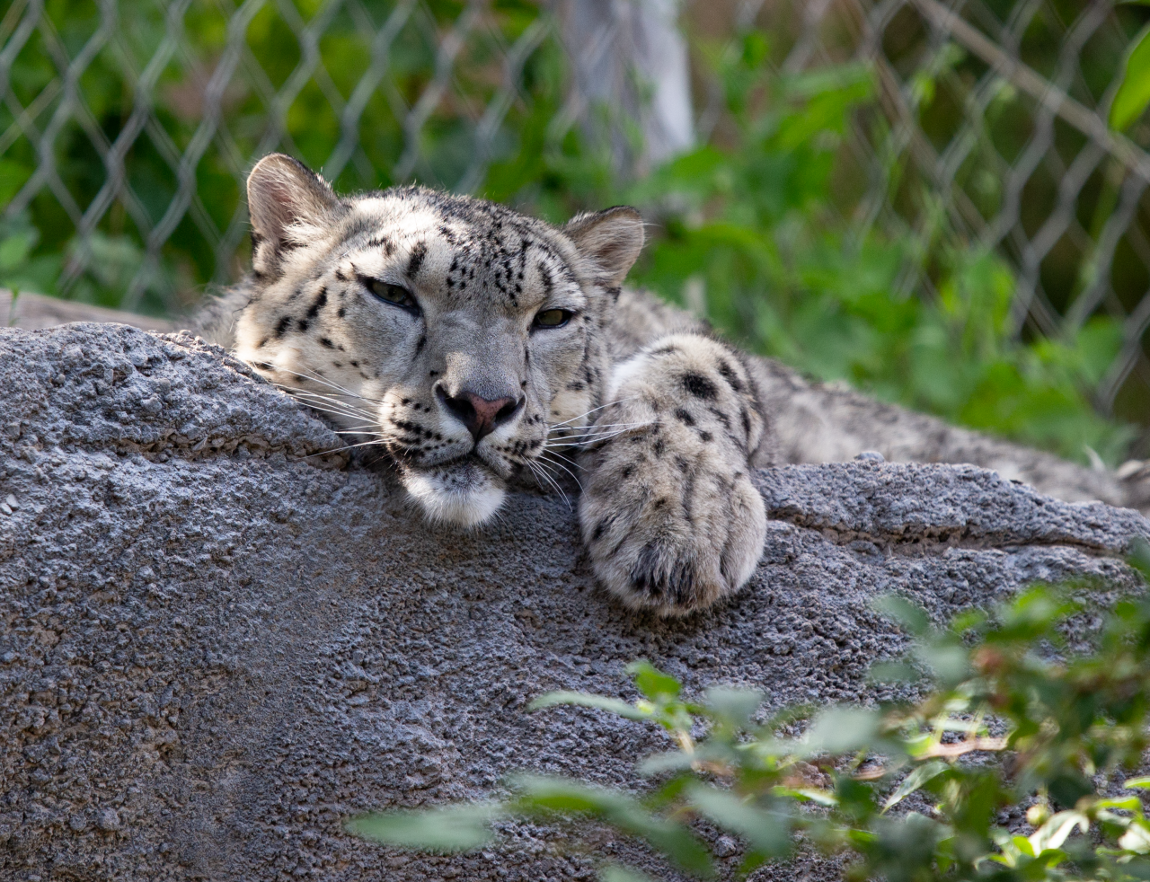 Babs, resident snow leopard at Hogle Zoo.png