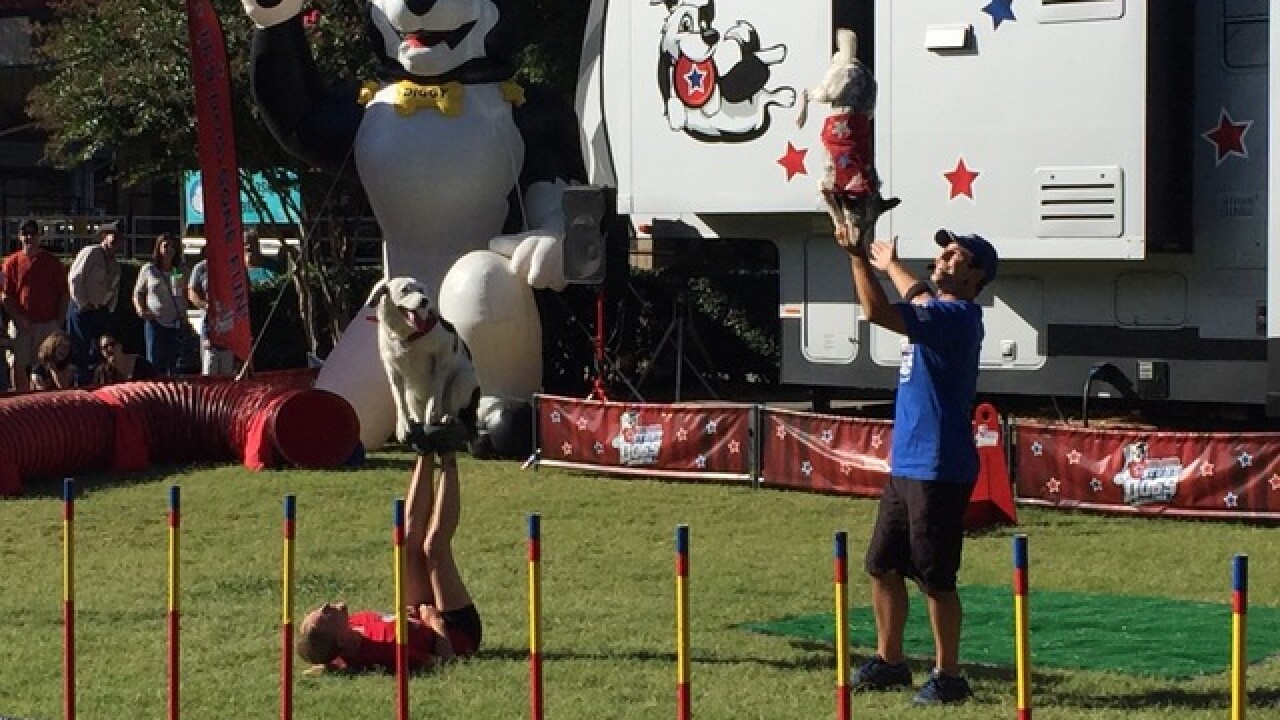 Tulsa State Fair: Goat-Tastic 2015
