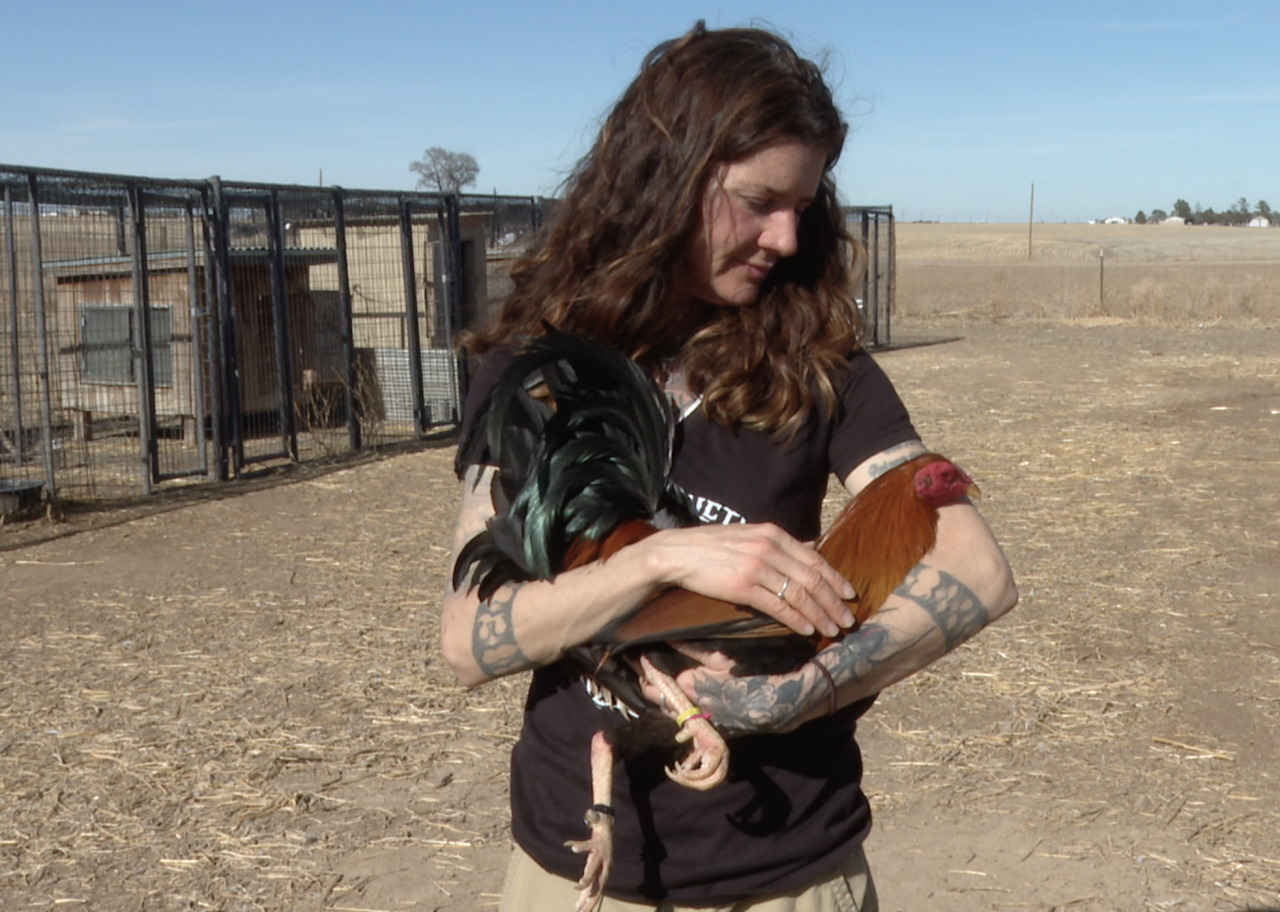 Rescued fighting roosters find second chance at Bennett sanctuary.png