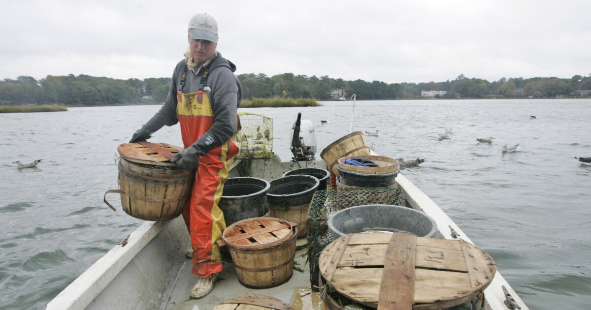 Why Virginia's blue crab commercial harvest period is being extended - Vimarsana News