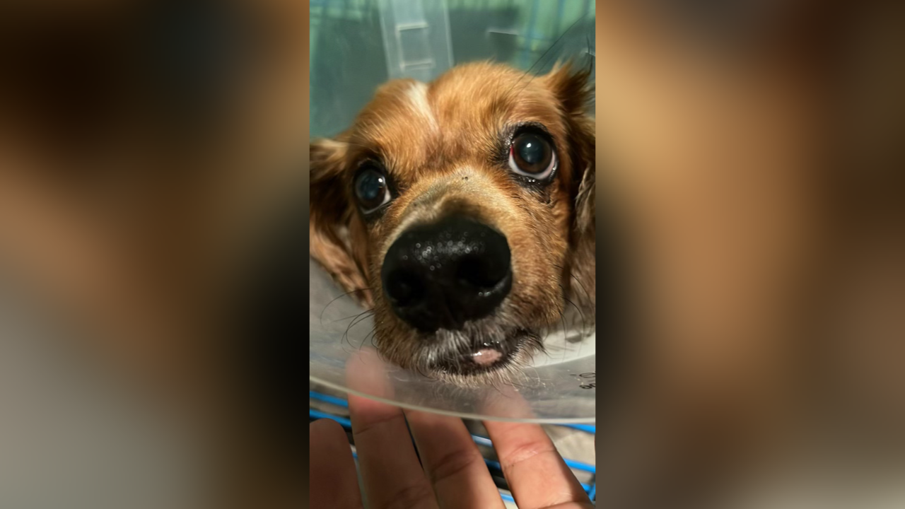 Papaya the dog Cecilia Nieves 1.png